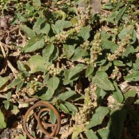 Amaranthus tricolor L.